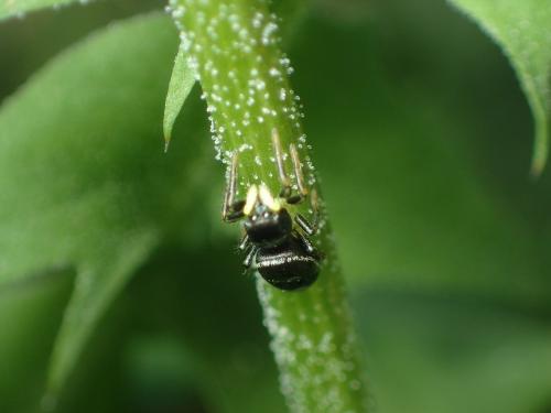 Heliophanus sp.